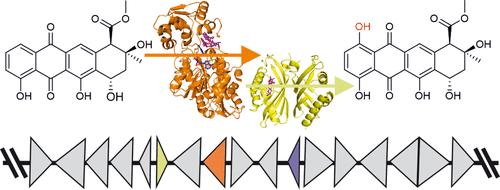 Mechanism of Two-Component Mono-Oxygenases Involved in Anthracycline 1-Hydroxylation