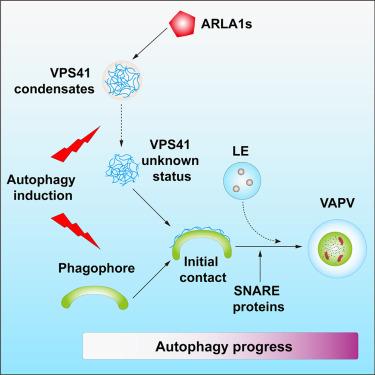 A condensates-to-VPS41-associated phagic vacuoles conversion pathway controls autophagy degradation in plants