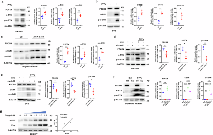 PDCD4 triggers α-synuclein accumulation and motor deficits via co-suppressing TFE3 and TFEB translation in a model of Parkinson's disease.