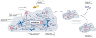 Towards improved biofilm models