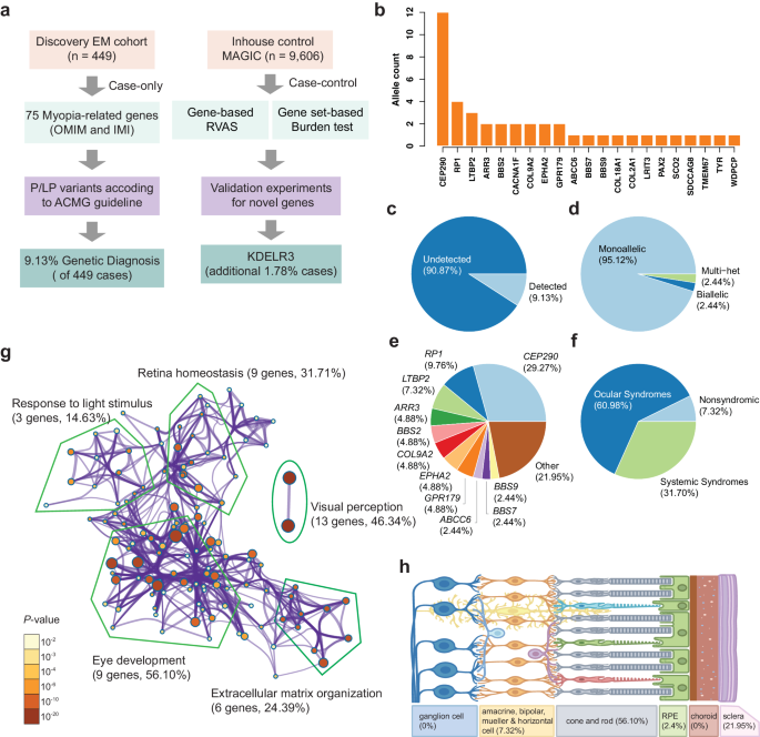 Exome-wide association study identifies KDELR3 mutations in extreme myopia