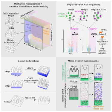 Hox gene activity directs physical forces to differentially shape chick small and large intestinal epithelia