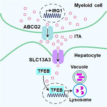 Itaconate uptake via SLC13A3 improves hepatic antibacterial innate immunity