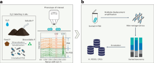 Single-cell exploration of the microbiota driving soil phosphorus mobilization