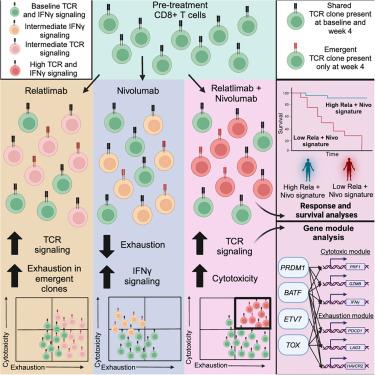 Blockade of LAG-3 and PD-1 leads to co-expression of cytotoxic and exhaustion gene modules in CD8+ T cells to promote antitumor immunity