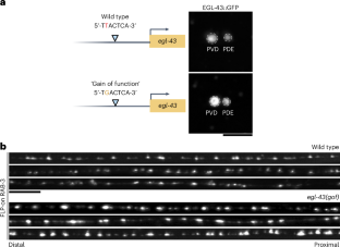 Neuronal activity stimulates a genetic program to rapidly generate synapses during development