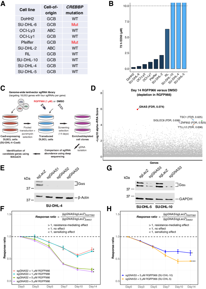 GNAS knockout potentiates HDAC3 inhibition through viral mimicry-related interferon responses in lymphoma