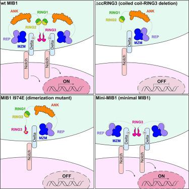 Structural requirements for activity of Mind bomb1 in Notch signaling