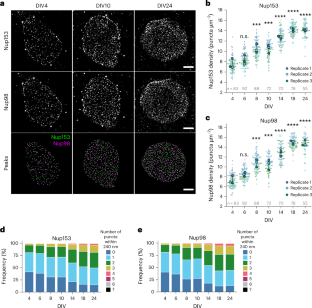 TorsinA is essential for neuronal nuclear pore complex localization and maturation