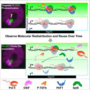 Live-cell imaging of RNA Pol II and elongation factors distinguishes competing mechanisms of transcription regulation