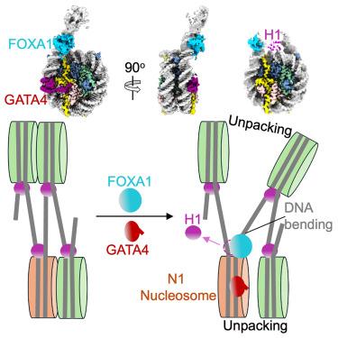 Structural insights into the cooperative nucleosome recognition and chromatin opening by FOXA1 and GATA4