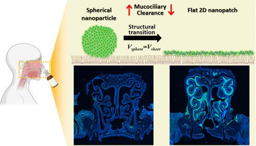 Polyphenol-Enabled 2D Nanopatch for Enhanced Nasal Mucoadhesion and Immune Activation.
