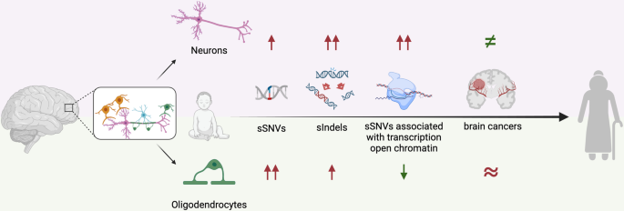 Single cell whole-genome sequencing of brain cells: age- and cell-type specific mutational profiles.