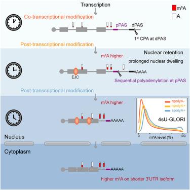 Nuclear retention coupled with sequential polyadenylation dictates post-transcriptional m6A modification in the nucleus