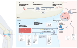 Ion channels in osteoarthritis: emerging roles and potential targets