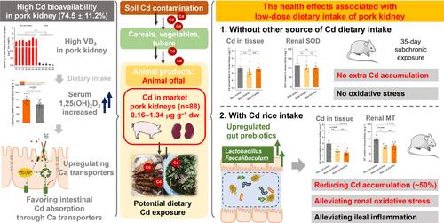 Cadmium in Market Pork Kidneys: A Study on Cadmium Bioavailability and the Health Effects Based on Mouse Models.