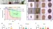 Physalis floridana suppresses the expression of trehalase gene HvTREs in Henosepilachna vigintioctopunctata (Coleoptera: Coccinellidae) for defense against herbivorous insects