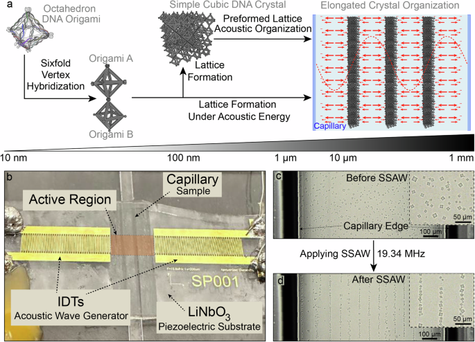 Acoustically shaped DNA-programmable materials