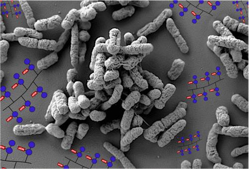 Synthesis of a Phosphoethanolamine Cellulose Mimetic and Evaluation of Its Unanticipated Biofilm Modulating Properties.