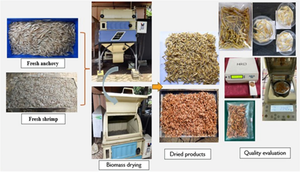 Design and development of biomass-fueled convective dryer for marine products: energy, exergy, environmental, and economic (4E) analysis