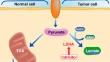 Development of human lactate dehydrogenase a inhibitors: high-throughput screening, molecular dynamics simulation and enzyme activity assay.