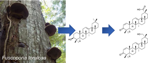 Isolation of C-29 oxygenated oleanane triterpenoids and a (+)-muurolene type sesquiterpenoid from the fruiting bodies of Fuscoporia torulosa and their bioactivities