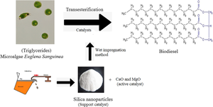 Biodiesel Production from Euglena Sanguinea Using Catalyst Support Extracted From Steel Slag-Optimization and Kinetic Study