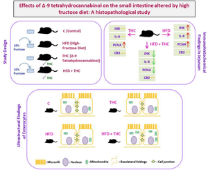 Effects of ∆-9 tetrahydrocannabinol on the small intestine altered by high fructose diet: A Histopathological study.