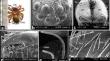 Comparative stereo scanning studies on sense organs of some terrestrial spiders at Assiut, Egypt