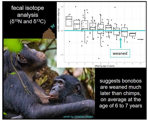 Preliminary isotopic assessment of weaning in bonobos shows evidence for extended nursing, sibling competition and invested first-time mothers.