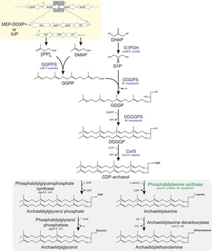 Optimizing Archaeal Lipid Biosynthesis in <i>Escherichia coli</i>.