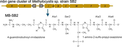 Heterologous Biosynthesis of Methanobactin from <i>Methylocystis</i> sp. Strain SB2 in <i>Methylosinus trichosporium</i> OB3b.