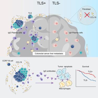 CCL19-producing fibroblasts promote tertiary lymphoid structure formation enhancing anti-tumor IgG response in colorectal cancer liver metastasis