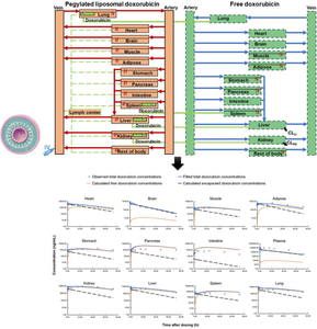 PBPK model of pegylated liposomal doxorubicin to simultaneously predict the concentration-time profile of encapsulated and free doxorubicin in tissues.