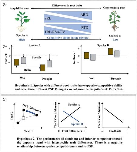 Root traits and soil legacies drive species competition outcomes