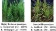 Unraveling defense strategies: gene expression dynamics in blast-resistant vs. susceptible aromatic rice landraces