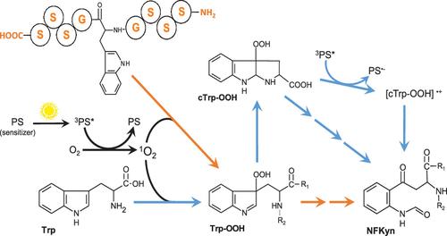 Photosensitized Oxidation of Free and Peptide Tryptophan to <i>N</i>-Formylkynurenine.