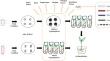 Revitalizing Cocos nucifera. L var matag: unravelling new horizons in clonal propagation through organogenesis and LED illumination