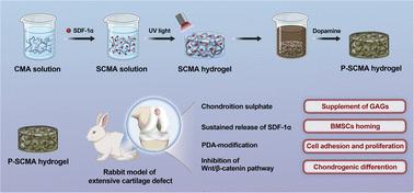 A chondroitin sulphate hydrogel with sustained release of SDF-1α for extensive cartilage defect repair through induction of cell homing and promotion of chondrogenesis†