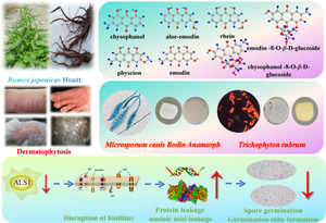 Study on the chemical composition and anti-fungi activities of anthraquinones and its glycosides from Rumex japonicus Houtt.