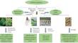 MicroRNA—the Promising Molecular Tool for Engineering Stress Resistance in Crop Plants