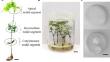 Enhancing in vitro growth and development of Dalbergia nigra shoots using microporous membranes: impacts on gas exchange, protein profile, ethylene, and polyamine levels