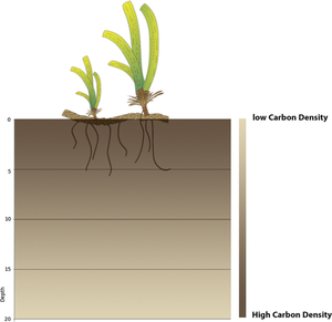 Climate change mitigation strategy through blue carbon in seagrasses ecosystem, Red Sea Coast, Egypt