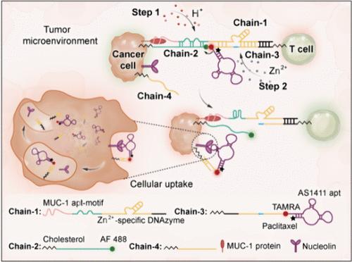 Design of a Membrane-Anchored DNAzyme-Based Molecular Machine for Enhanced Cancer Therapy by Customized Cascade Regulation