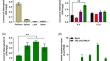 Modulation of heterophyllin B biosynthesis and transcription of key transcription factor genes in Pseudostellaria heterophylla by methyl jasmonate