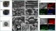 Self-assembled fabrication of robust and durable graphene-based composite aerogel for selective uranium capture