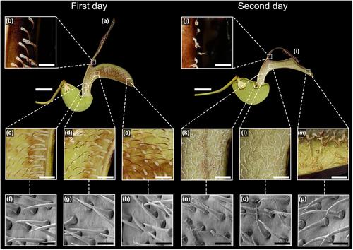 Sex, flies and flower trap: Trapping trichomes and their function in pollination