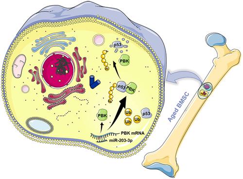 miR-203-3p promotes senescence of mouse bone marrow mesenchymal stem cells via downregulation of Pbk