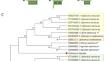 Complete genome coding sequence of freesia sneak virus from Freesia refracta necrotic leaves