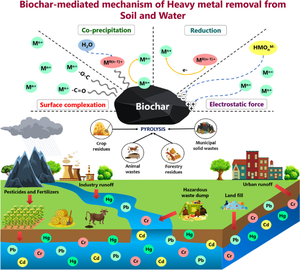 Biochar for heavy metal cleanup in soil and water: a review